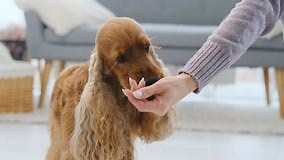 Cocker Spaniel Eating from Woman Hand Stock Footage - Video of mature, hand: 210450968