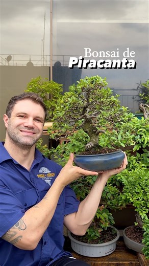 Olha esse Bonsai de Piracanta… não está entre as melhores espécies para ramificações densas, mas dá pra fazer um trabalho bem legal! ➡️ Vou postar nos storys uma Foto de como era essa planta quando iniciei os trabalhos 🌳 🔥Já SEGUE pra mais🔥 🌳Grande abraço 😃🙌 #bonsaieciencia #bonsai #piracanta #amoplantas #bonsaitree #plantasdecasa #cultivo | profcarlos_leite