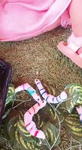 1.3K views | I saw a caterpillar  | Hi5 Nursery | Facebook