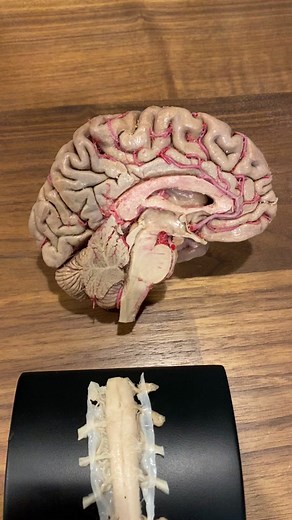 Join Our Dissection Club: Explore Human Anatomy