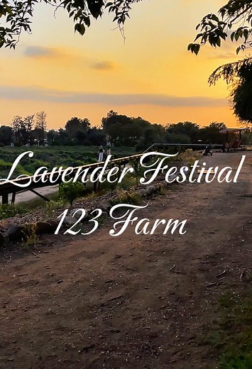 Lavender Festival at 123 Farm: A Magical Experience
