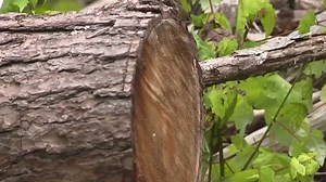 Is clearing Hurricane Helene debris ruining WNC creeks and streams?