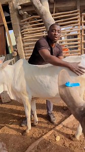 27K views · 990 reactions | Abigold Farm on Reels | Facebook