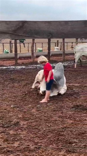 Brahman cattle are incredibly calm and gentle — truly some of the most adorable and majestic animals you'll ever meet | Agriculture LIFE Media