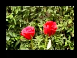 KRISHI DARSHAN RANCHI 26th OCT. 2012_0