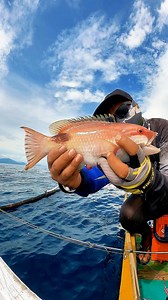 13K views · 388 reactions | Ikan Bajing / Bodianus perditio 酪#mancing #fishing #fyp #kail #jigging #umpan #fish #ikan #fypfbpro #saltwater #laut | Asnan Haris | Facebook