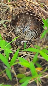 1.4M views · 36K reactions | Wild quails return to their nests. | Nuts about birds | Facebook