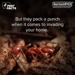 23 reactions |  Did you know that the thief ant, despite being just...