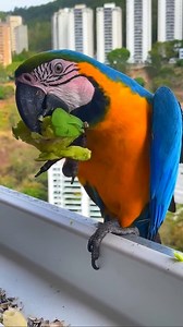 1K views · 31 reactions | Eild macaw feeding Green mango #birds #macaws #parrot | Wild BIRDS | Facebook