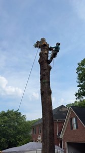 Tree Service Project 📍 Lawrenceville, Ga . 🗣️Call us right now and get a #freeestimate ☎️(678) 457-3487 ✅Fully Insured ✅licensed . . . #trees #treeremoval #treework #arborist #tree #stihl #stumpgrinding #treecare #landscaping #treetrimming #usa #georgia | Jireh Tree Services & Landscaping