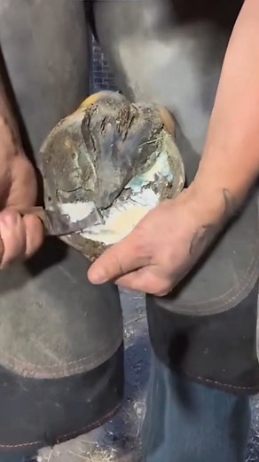 1.3K views · 18 reactions | Horde Hoof Restoration, Satisfied Cleaning and Horse's Shoeinga | Animals | Facebook