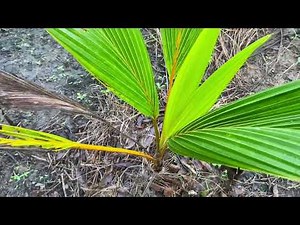 Peeing to Littel Coconut tree in the morning 😄🌴🍃🥥 Men pee in Nature