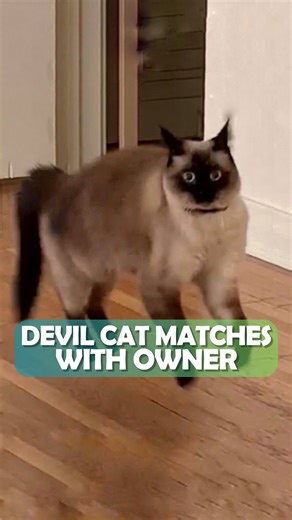 Stray cat becomes owner's new comedy partner #catvideo #catfriends #cuddlebuddies | Cuddle Buddies