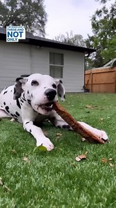 🐶 Enrichment Hack Incoming! 🧠 Stuff a trachea with kibble, bone broth, wet food—or whatever your pup loves most! Freeze it for a longer-lasting, brain-boosting challenge. 🦴❄️ It’s messy, it’s fun, and it’s chef’s kiss for enrichment time. | Best Bully Sticks