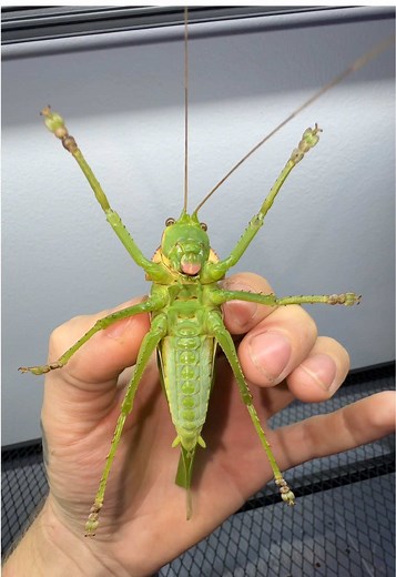 Discover the Singing Pseudophyllus: World's Loudest Insect