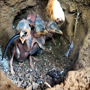 2.9K views · 114 reactions | lizard 年 big chicks of tengkek birds ‼️ #bird #birds #animals #birds of tengkek | Brid Feed | Facebook