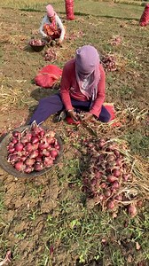 21K views · 165 reactions | Onion Harvesting Process | Indian Smart Ideas | Facebook
