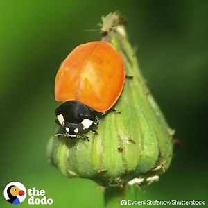 Ever wonder what a ladybug’s lifecycle looks like? . Coccinellidae are a large beetle family commonly known as ladybugs or ladybird beetles. They are found worldwide, with over 6,000 known species! . The beetle's blood is repellent, having a repulsive smell and in some species it contains alkaloid toxins. The beetle larvae look much different that their adult Beetle form, usually having spiked bodies in various colors, depending on species. . Video: TDtangents - youtube.com/tdtangents | Butterfl