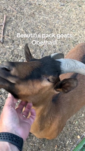 Goat Packer on TikTok