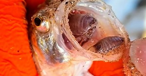 Quel est ce poisson venimeux qui prolifère à la Côte belge?