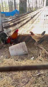 Cecil Davis Kelso pair 🔥🔥 #gamefowlbreeder #gamefarm #gallos #kelso #chickens #gamefowl #rooster | Kenzie Gamefowl Farm