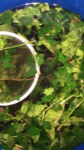 Bonsoir la famille et chez vous sa va bien j’espère, chez moi super...