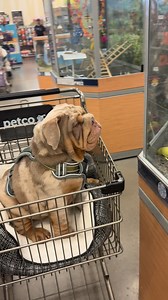 687K views · 24K reactions | All I want for Christmas is … 列 列 #bulldoglife #Boom #Christmas #presents #englishbulldog #puppylove | Utah Bulldog Life | Facebook