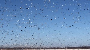 How many did you guesstimate ? #zinkcalls #AvianXdecoys | Zink Calls