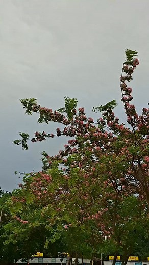 ক্যাসিয়া জাভানিকা - Apple Blossom - Pink Shower #nature #ju #flowers | Anik Roy