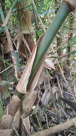 Fake method | bamboo grafting techniques #gardening #grafting #agriculture #Bamboo | GardeningFruit