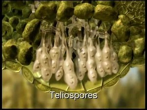 How a fungus cause rust disease in Wheat? This is video of #APS. | Plants Health