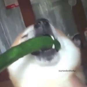 hentaihaven is back tomorrow and all I want to know is if they're hiring -FirePoisons | Kawaii Senpai