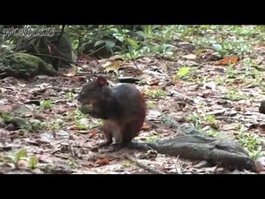 Агути / Central American agouti