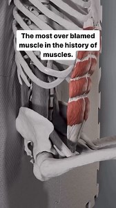 ‘The psoas major muscle is a fusiform muscle lateral to the lumbar region of the vertebral column and the pelvis. It attaches by slender fasciculi cranially to the medioventral surface of the vertebral body and disc, and caudally to the ventrocaudal borders of the lumbar transverse processes. A common narrative and trend I see on this platform is that the psoas being tight can be a cause for a hip pain. That then leads individuals down a rabbit hole of what stretches to do and what ‘self release