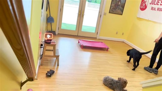 We talk about teaching the 'place' command to a puppy named Yates. This command is useful for household management, allowing the dog to calmly stay on a bed or cot when needed, such as during mealtimes or when the owner is busy with other tasks. The key is rewarding the calm behavior on the 'place' and gradually building up the duration the dog stays, even if the owner is interacting with other dogs or moving around the room. | Julie's K9 Academy - Dog Training | Facebook