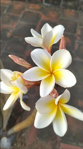 Plumeria Rubra Acutifolia flowering🌷