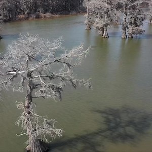 Caddo Lake, Texas #texas #kayak #lake | Cody & Kellie