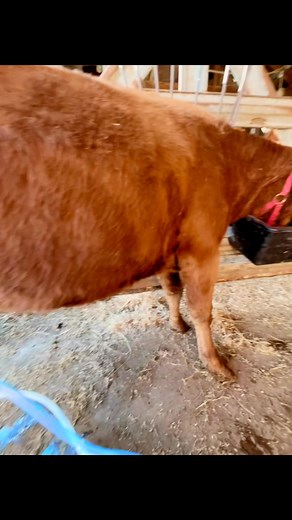 #irishdextercattle #dsquaredcattle #rawmilk | D-Squared Cattle Company