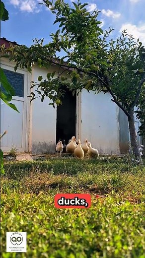 🥚 1000-Egg Incubator with Auto Turn & Remote Control — hatch more, worry less