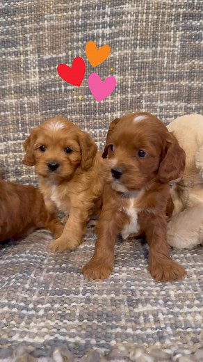 Reserve one of Catalina’s Cockapoos today! Ready for families Dec. 4. www.puppyplace.biz | Puppy Place