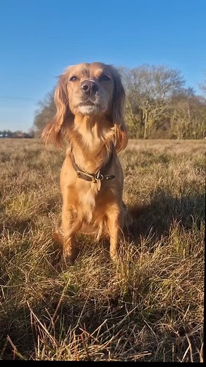 Reclaim your relaxing dog walks.. #suffolkspaniels #dogtraininginsuffolk #gundogtrainingsuffolk #dogtrainer #dogtraininginipswich #suffolkdogtraining #gundogtraining | Whistle and Wag Dog Training