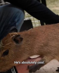 Capybara vs. Anaconda: Javi Meets Ivy! | Brian Barczyk