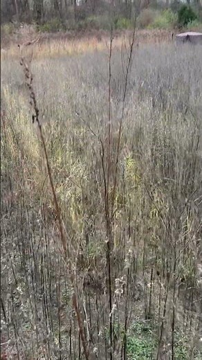 Lord, our Lord, how excellent thy name in all the in all the Earth psalm 8;9🙏