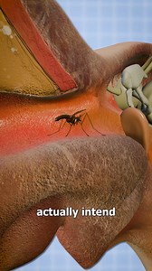 3.1M views · 10K reactions | Why Gnats Fly Into Your Ear  | Zack D. Films | Facebook