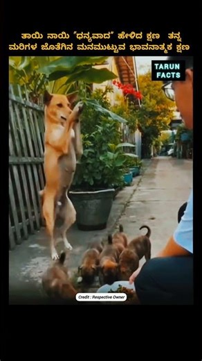 Mother Dog Says “Thank You” ❤️ Emotional Moment with Her Puppies 🐶 #Shorts #viralvideo #foryou