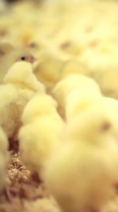 We're back with more tips for chick season! Here are some tips for checking the temperature of your chicks, their brooder, and maintaining their overall comfort.#brooder #chicks #chicken #chickens #chickseason #modestomilling #urbanfarming #homesteading #organicfed #livestockhousing #chickencoop #coops #termperaturecontrolled #certifiedorganic #oregontilth #livestocktips #tips #chickentips #farmingtips #chickeneducation | Modesto Milling | Facebook