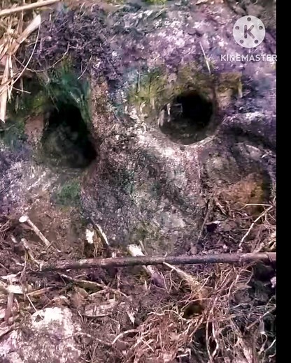 27K views · 513 reactions | Treasure Code southern animal symbol bird lock hole prospective spot nearby #fbreels #explorepage #treasurehunt #reels #virals #treasure #everyone #explore | JM Hunt | Facebook