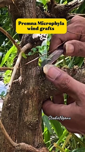 “Learning Bonsai” Premna Microphyla wind Graft #bonsaiworld #bonsaiart #bonsai #bonsailovers #bonsaimania #bonsaitree #bonsailife #belajarbonsai #bonsaiindonesia #bonsaistyle #bonsaitrees #bonsaimini #bonsaimame #jangkauanluas #studionganu #fbpro #learnbonsai | Budi Bonsai