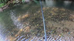 Putting on a seminar with my brother at Crooked Creek in June I believe. Road Kill is so dominating when the water is clear. I forget how many trout we caught and released but I assure you it was a lot. Get your Road Kill at appalachianbaits.com, Walmart.com, or on Amazon. Follow us on Instagram, You Tube, and Tik Tok. #trout #troutbait #fishing #fishingbait #fishingsupplies | Appalachian Baits