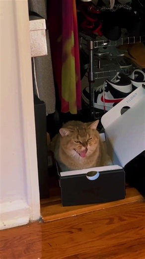 Dmitry Chaplin on TikTok